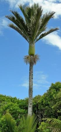 Nikau Palm